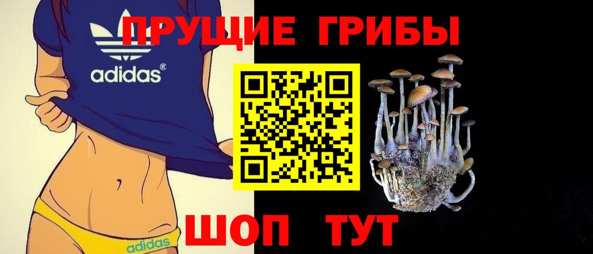 Галлюциногенные грибы Psilocybe Сосновый Бор